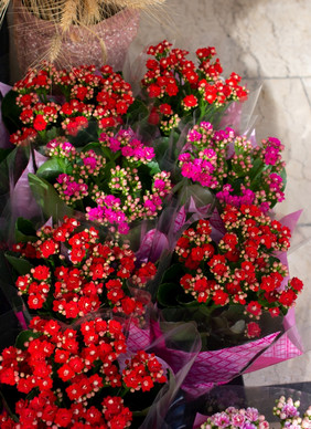 紫苑花图片大全下载 包图网