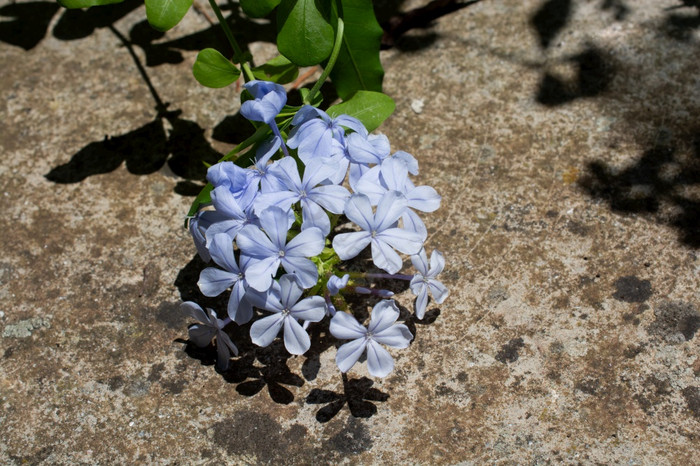 花细节花模式花花花束图片