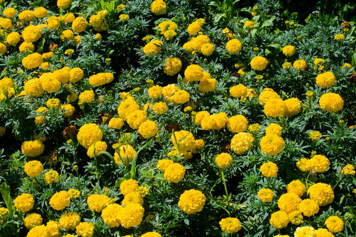 花细节花模式花花花束图片