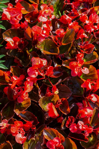 盛开的美丽的色彩斑斓的新鲜的自然花自然花自然场自然背景
