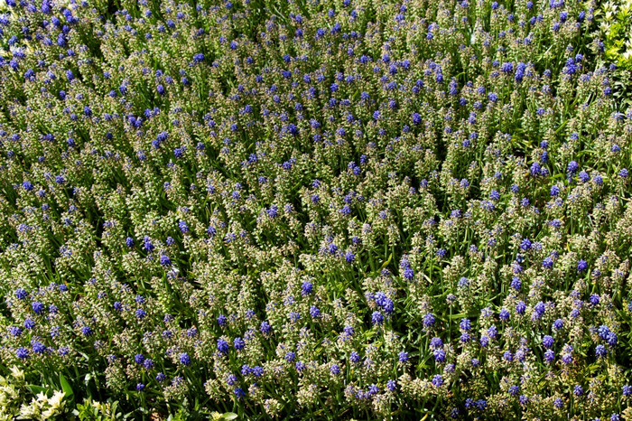 盛开的美丽的色彩斑斓的新鲜的自然花自然花自然场自然背景