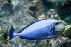 美丽的鱼底的水族馆海洋水族馆业务旅游