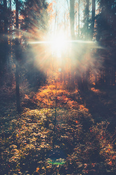 秋天森林景观黄色的叶子谎言的地面各种各样的植物太阳射线