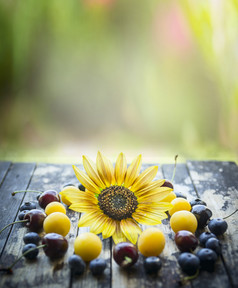 新鲜的不同的浆果木表格与向日葵和自然背景