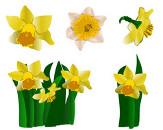 集合黄色的水仙花孤立的白色背景春天花集向量插图集合黄色的水仙花白色