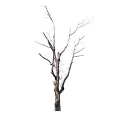 死树孤立的白色背景热带树孤立的使用为设计与剪裁路径