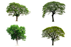 集合树孤立的白色背景热带树孤立的使用为设计与剪裁路径