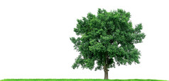 树的绿色草地孤立的白色背景热带树孤立的使用为设计