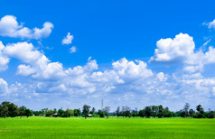 明亮的蓝色的天空和云与草地树和绿色大米字段