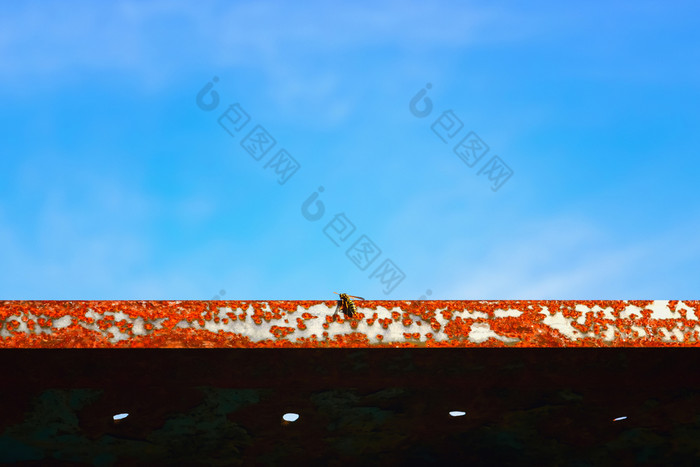 摘要色彩斑斓的天空背景在纹理生锈的金属板特写镜头与坐着黄蜂橙色下蓝色的空间为复制文本黄蜂坐在生锈的金属纹理对的天空