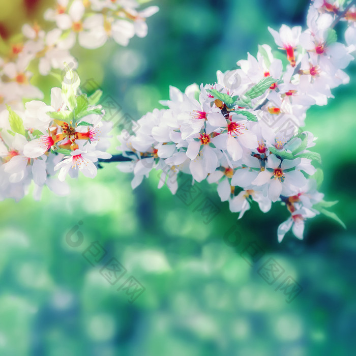 春天模糊花背景与盛开的分支中国人樱桃春天长途跋涉花背景