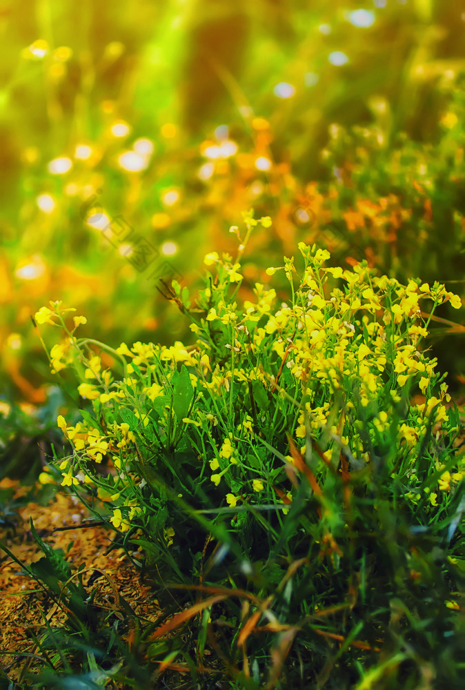 模糊花背景De-focused黄色的草地花bittercress特写镜头黄色的和绿色花背景