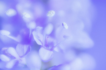 摘要温柔的蓝色的背景为婚礼卡邀请模糊淡紫色花与雄蕊特写镜头摘要温柔的淡紫色花背景