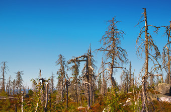 奇怪的干死树的自然储备山沃托危险夏天一天共和国卡累利阿共和国俄罗斯奇怪的干森林