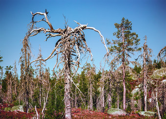 奇怪的扭曲的干死树的自然储备山沃托危险夏天一天共和国卡累利阿共和国俄罗斯奇怪的干树