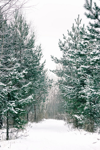 小径在白雪覆盖的年轻的<strong>梳理</strong>和松树的冬天森林小径在白雪覆盖的<strong>梳理</strong>和松树