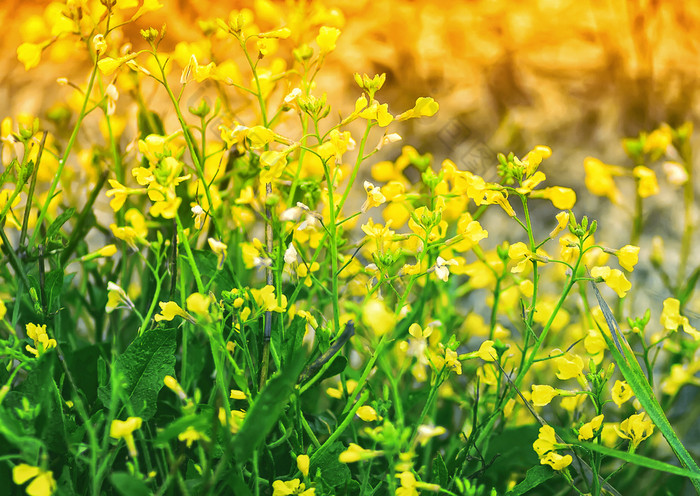 模糊花背景黄色的草地花bittercress特写镜头的阳光黄色的和绿色花背景