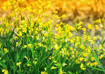 模糊<strong>花背景</strong>黄色的草地花bittercress特写镜头的阳光黄色的和<strong>绿色花背景</strong>
