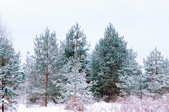 白雪覆盖的年轻的梳理和松树的冬天森林白雪覆盖的梳理和松树