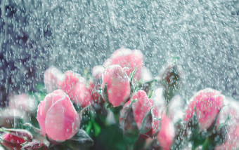 新鲜的模糊De-focused花背景玫瑰下雨喷雾问候卡为婚礼情人节一天玫瑰下雨溅出焦点