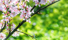 分支中国人樱桃春天布鲁姆绿色背景出焦点春天背景与中国人樱桃开花