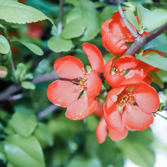 的花序的中国人榅桲橙色花在的春天布鲁姆特写镜头开花灌木与橙色花