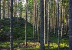 的高山的夏天松柏科的森林的晚些时候下午绿色山松柏科的森林