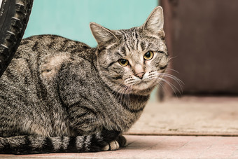 灰色<strong>虎斑猫</strong>特写镜头坐着的楼梯井灰色<strong>虎斑猫</strong>