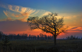 独自一人只树的场对的<strong>红橙</strong>色设置太阳和卷云云独自一人橡木日落
