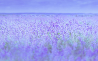 苜蓿盛开的场淡紫色花背景与空间为复制模糊有色过滤器