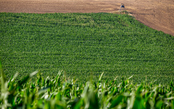 农业景观的夏天一天之前日落的收获场大幅定义了的绿色场的玉米中央波西米亚捷克共和国