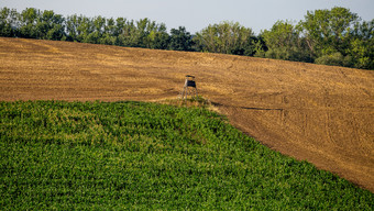 农业景观的夏天一天之前日落的收获场<strong>大幅</strong>定义了的绿色场的玉米中央波西米亚捷克共和国