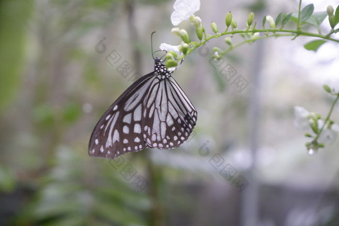 特写镜头蝴蝶花花园常见的老虎蝴蝶君主蝴蝶