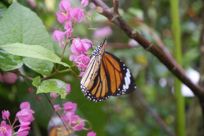 特写镜头蝴蝶花花园常见的老虎蝴蝶君主蝴蝶