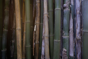 变形竹子树