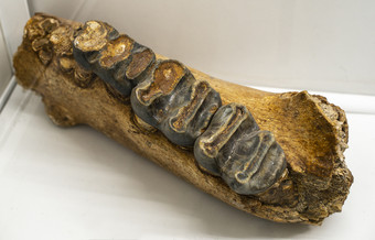 牙齿古老的动物骨与庞大的牙齿白色背景