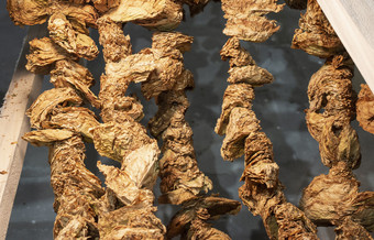 干烟草叶子钩状的绳子木悬挂器为干燥烟草古董的方式处理烟草