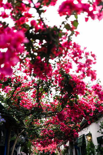 大叶子花属典型的安达卢西亚人院子里科尔多瓦安达卢西亚西班牙与很多植物