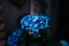 蓝色的绣球花花操场上科尔多瓦