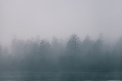 的观点森林在雾边境的湖与神秘的树