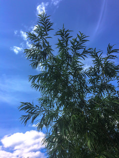 夏天一天蓝色的天空绿色柳树