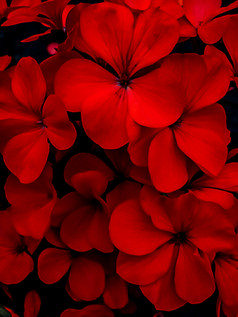红色的花园花天竺葵纹理