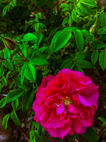 红色的花园玫瑰