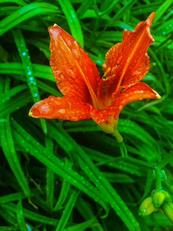 红色的百合后雨