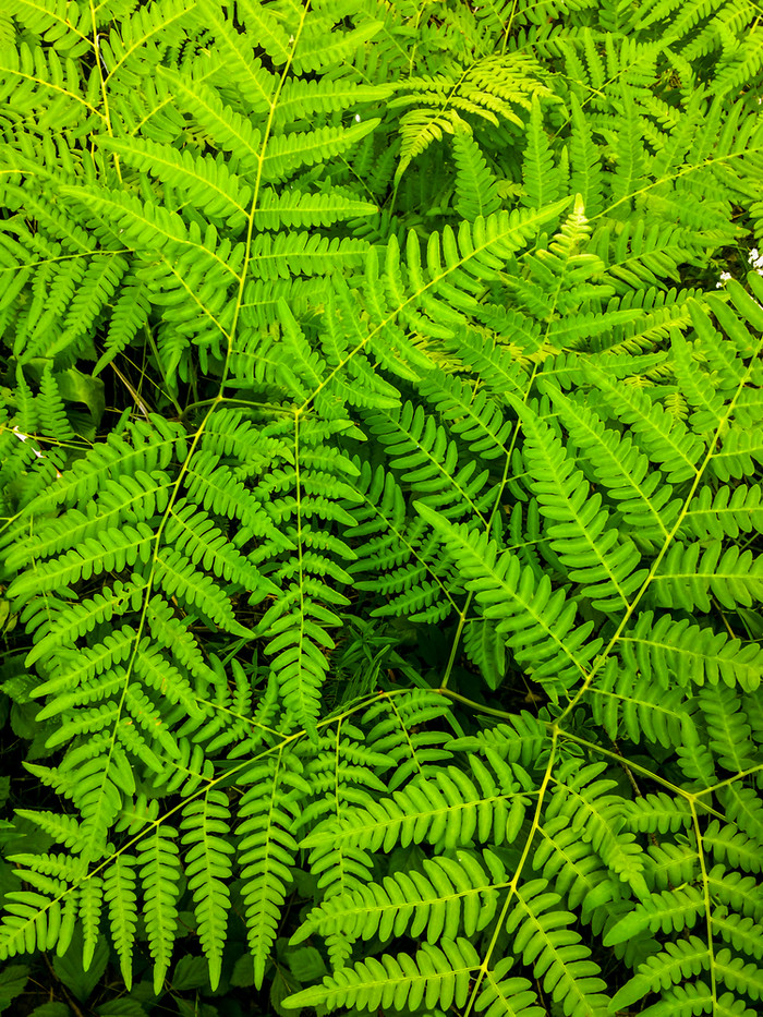 森林植物绿色蕨类植物