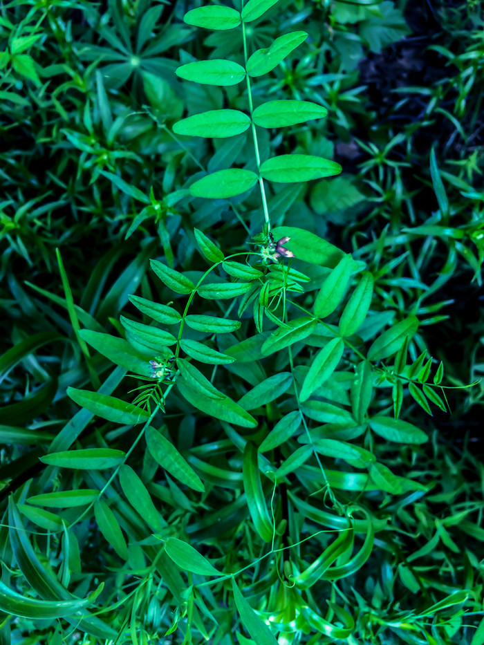 森林植物绿色叶子