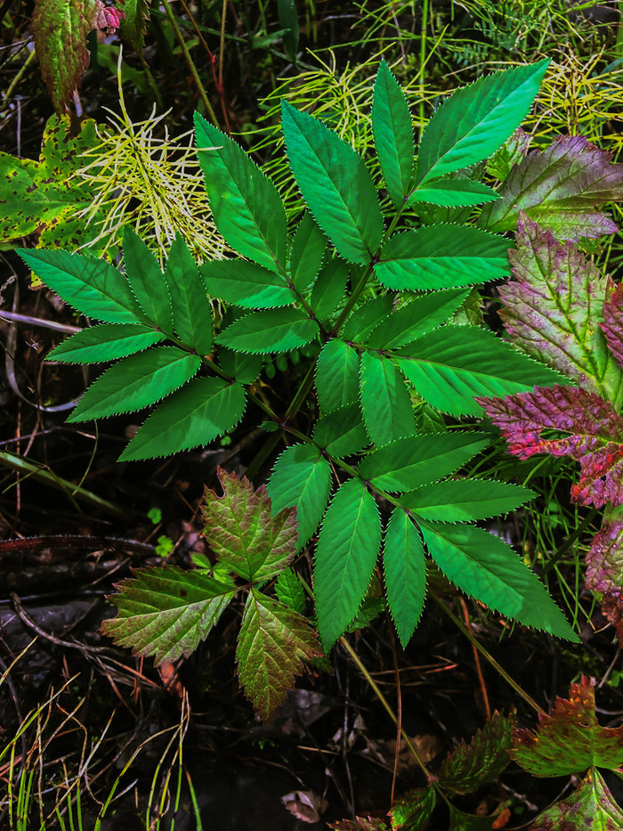 森林植物绿色叶子