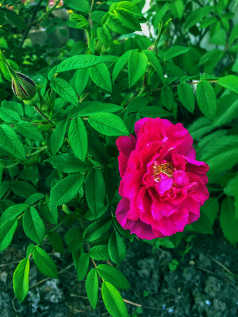 花园花开花红色的玫瑰