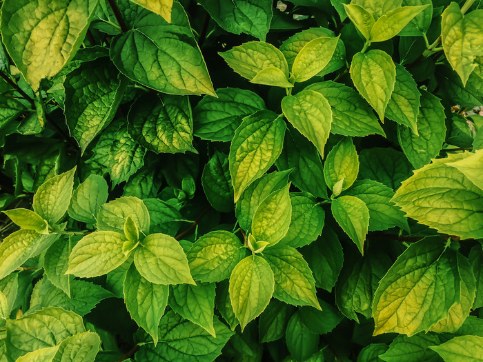 花园植物茉莉花叶子图片