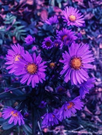 花园花紫色的Aster